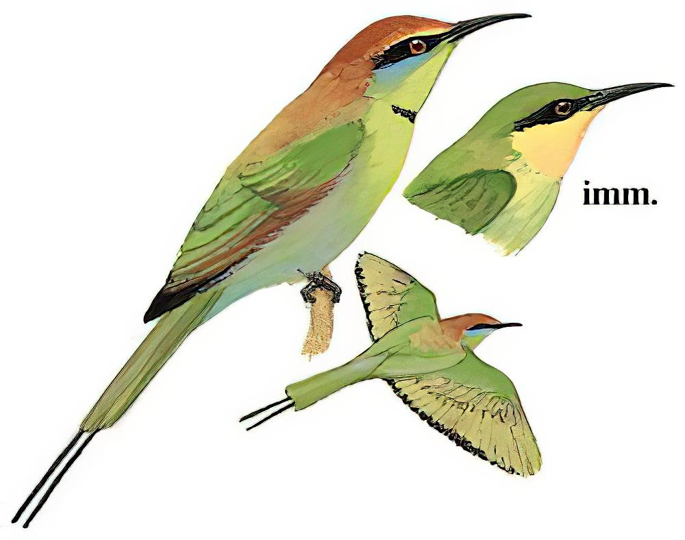 绿喉蜂虎 / Green Bee-eater / Merops orientalis
