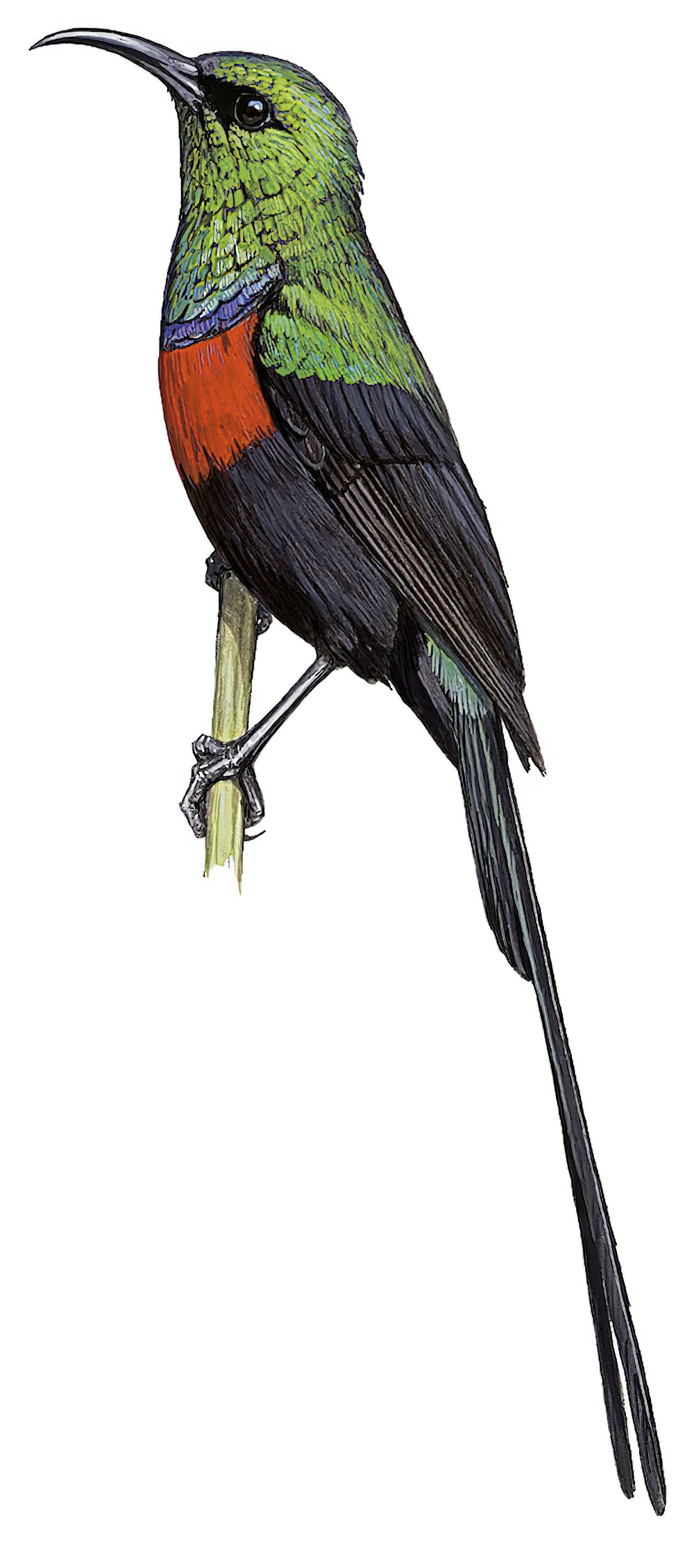 黑腹花蜜鸟 / Congo Sunbird / Cinnyris congensis