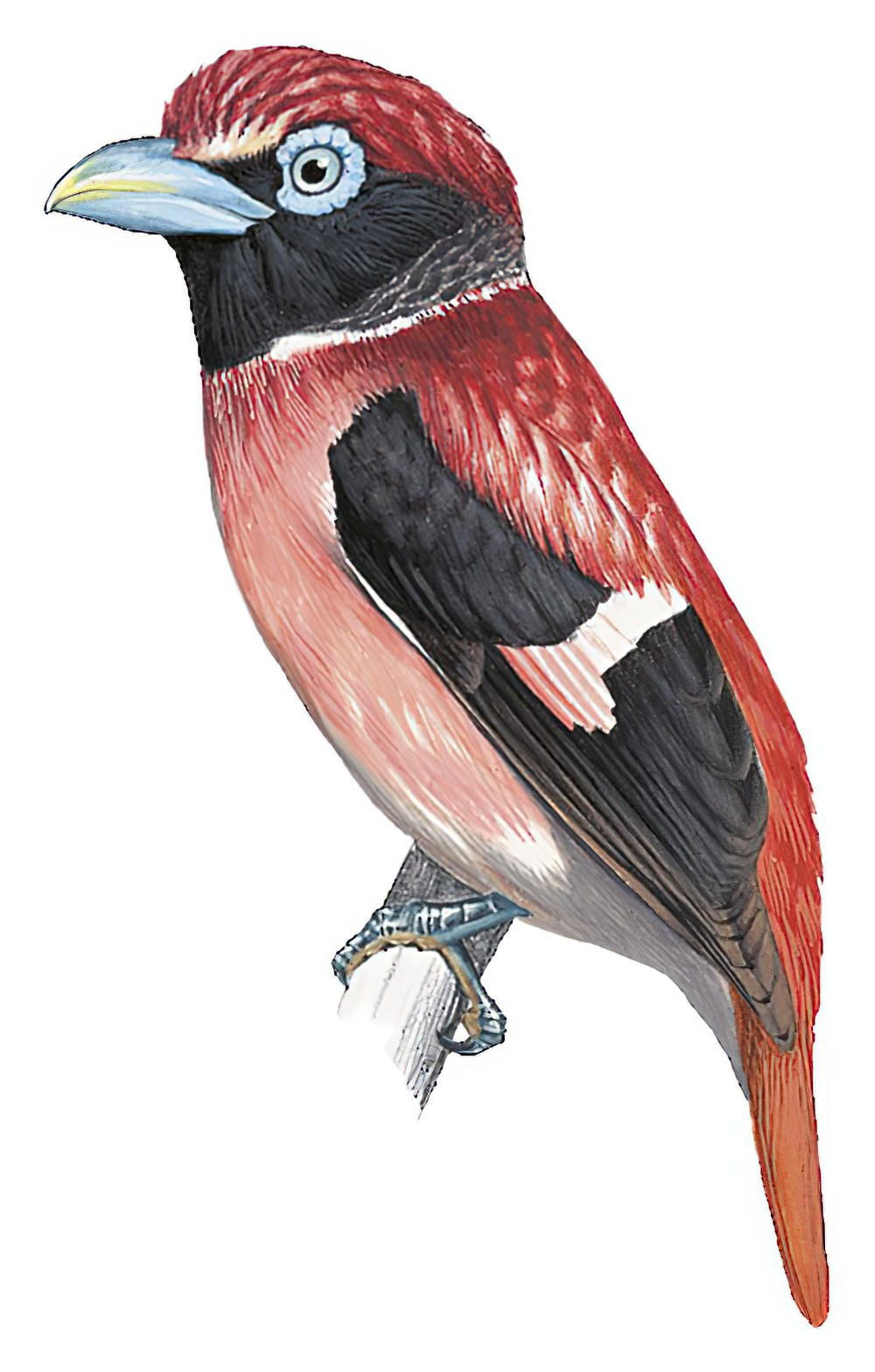 米沙岛阔嘴鸟 / Visayan Broadbill / Sarcophanops samarensis