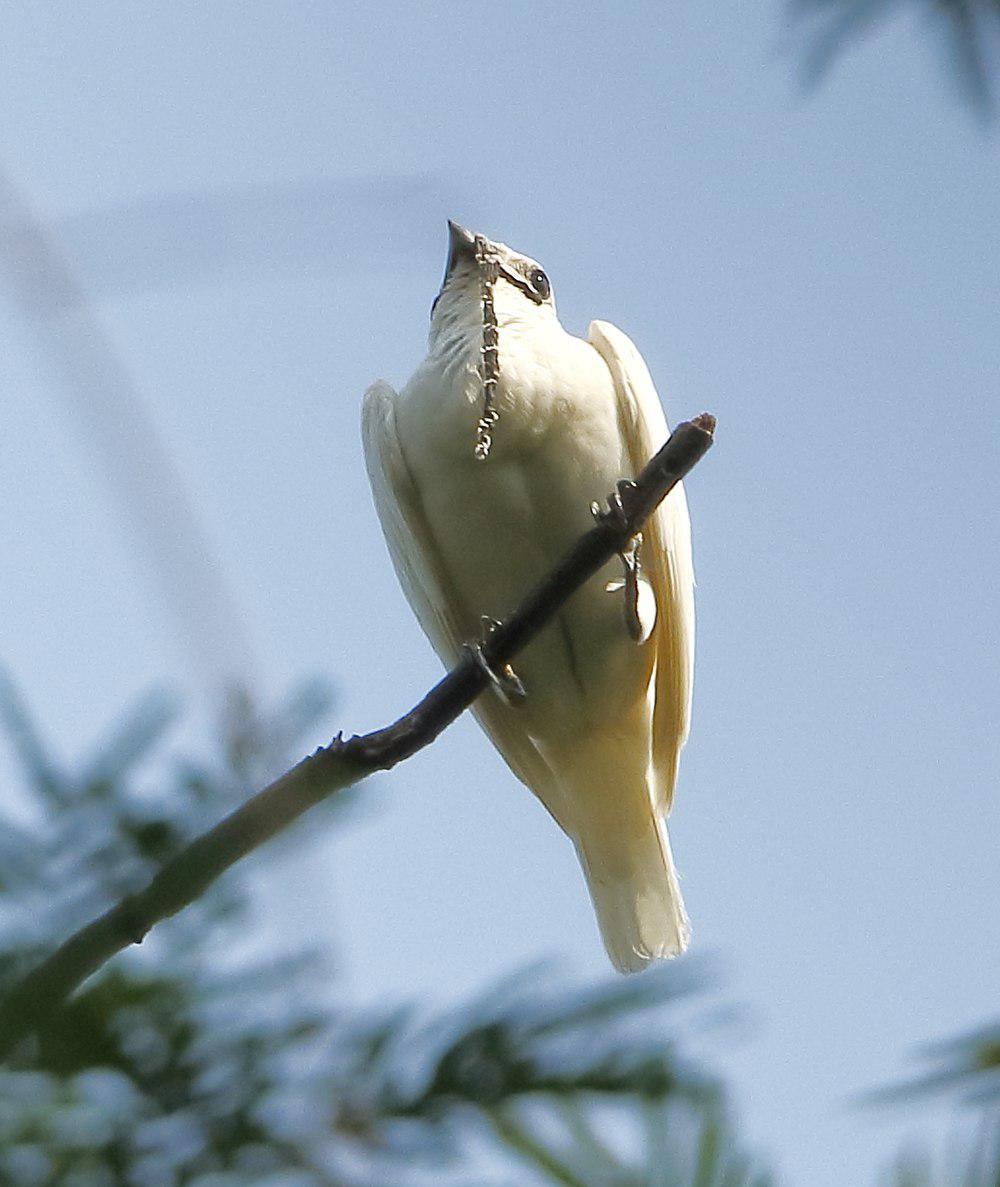 白钟伞鸟 / White Bellbird / Procnias albus