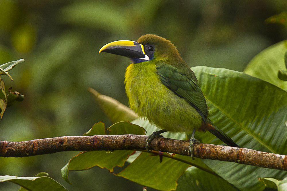 蓝喉巨嘴鸟 / Blue-throated Toucanet / Aulacorhynchus caeruleogularis