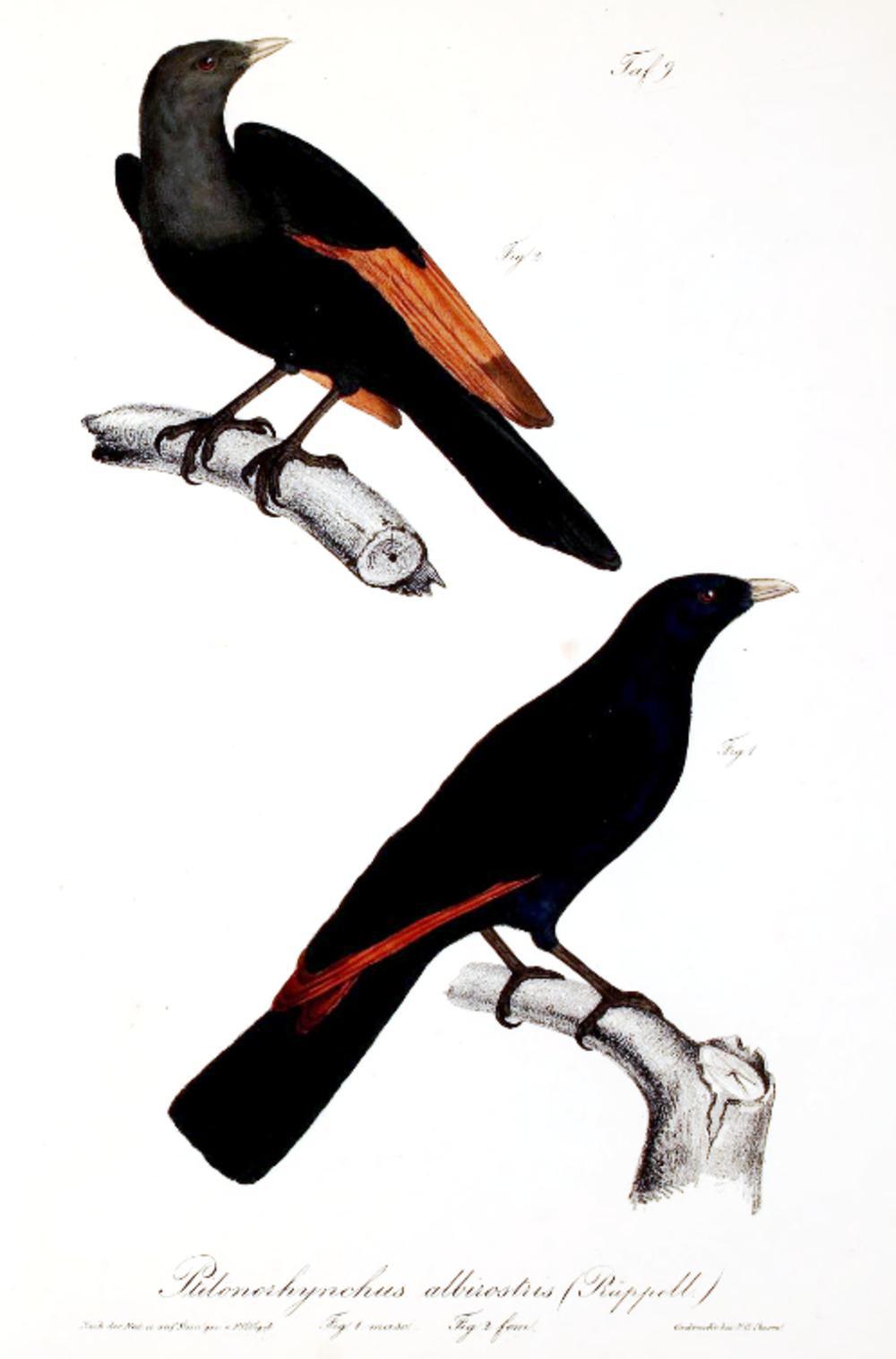 白嘴栗翅椋鸟 / White-billed Starling / Onychognathus albirostris