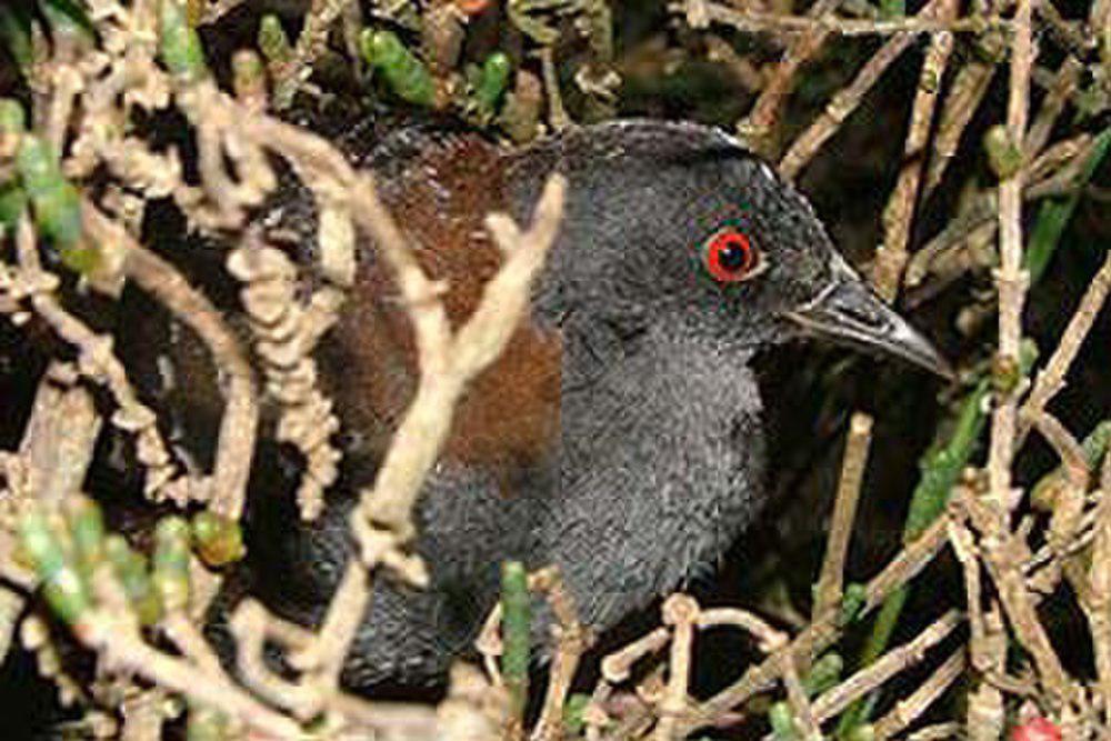 黑田鸡 / Black Rail / Laterallus jamaicensis