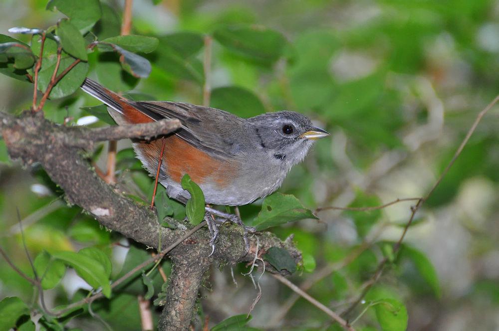 灰喉歌鹀 / Grey-throated Warbling Finch / Microspingus cabanisi