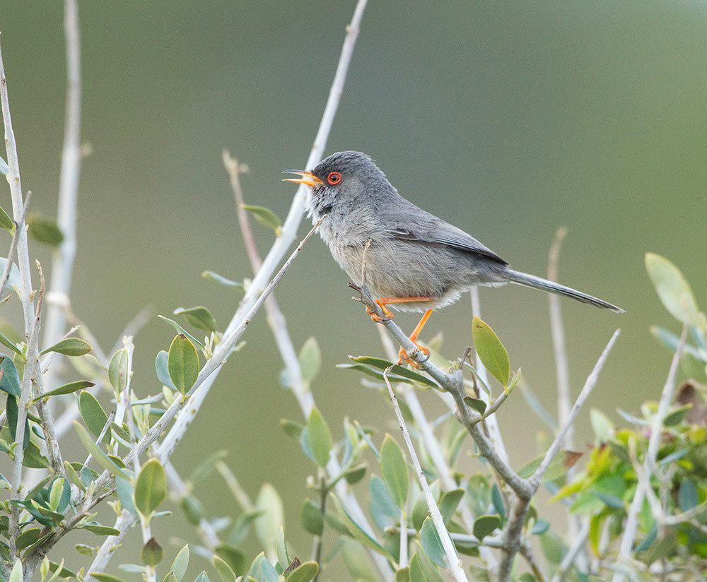 巴岛林莺 / Balearic Warbler / Curruca balearica