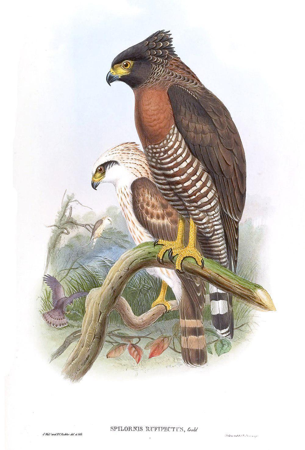 苏拉蛇雕 / Sulawesi Serpent Eagle / Spilornis rufipectus