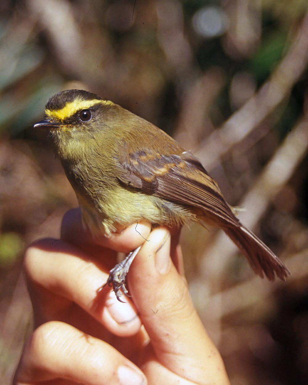 黄腹唧霸鹟 / Yellow-bellied Chat-Tyrant / Silvicultrix diadema