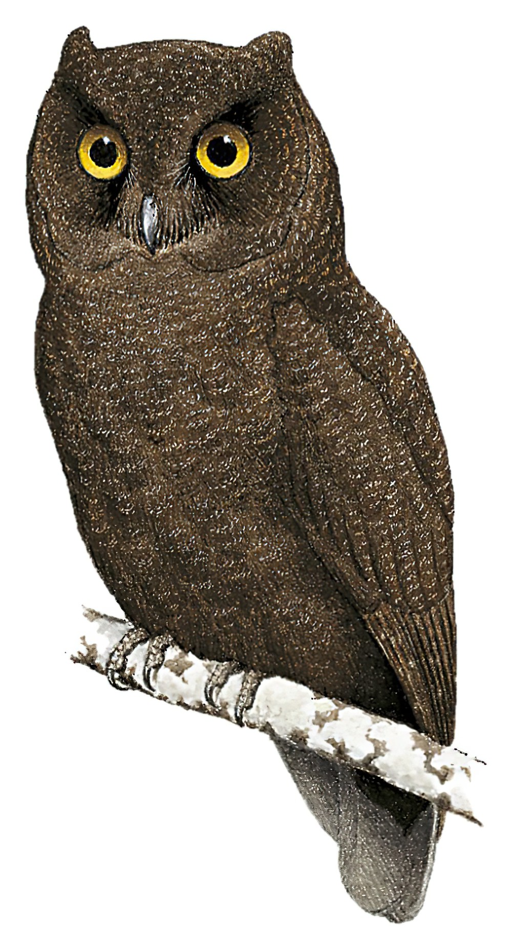 烟色角鸮 / Anjouan Scops Owl / Otus capnodes