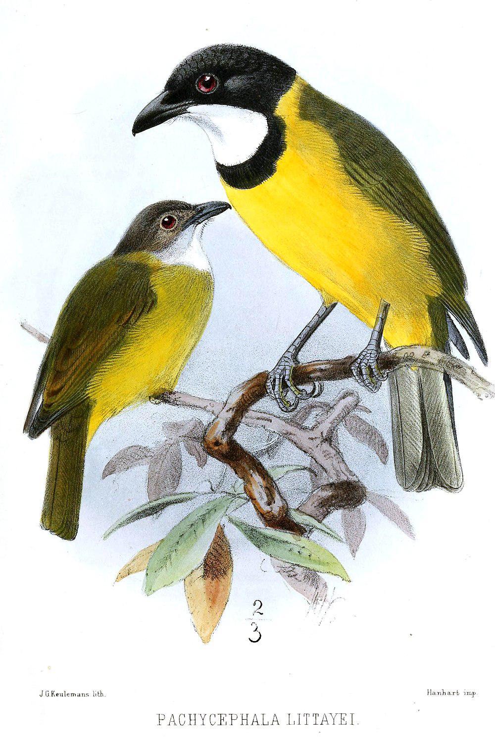美岛啸鹟 / Melanesian Whistler / Pachycephala chlorura