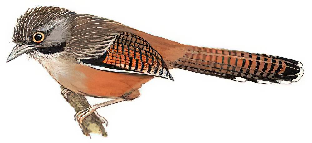 纹头斑翅鹛 / Hoary-throated Barwing / Actinodura nipalensis