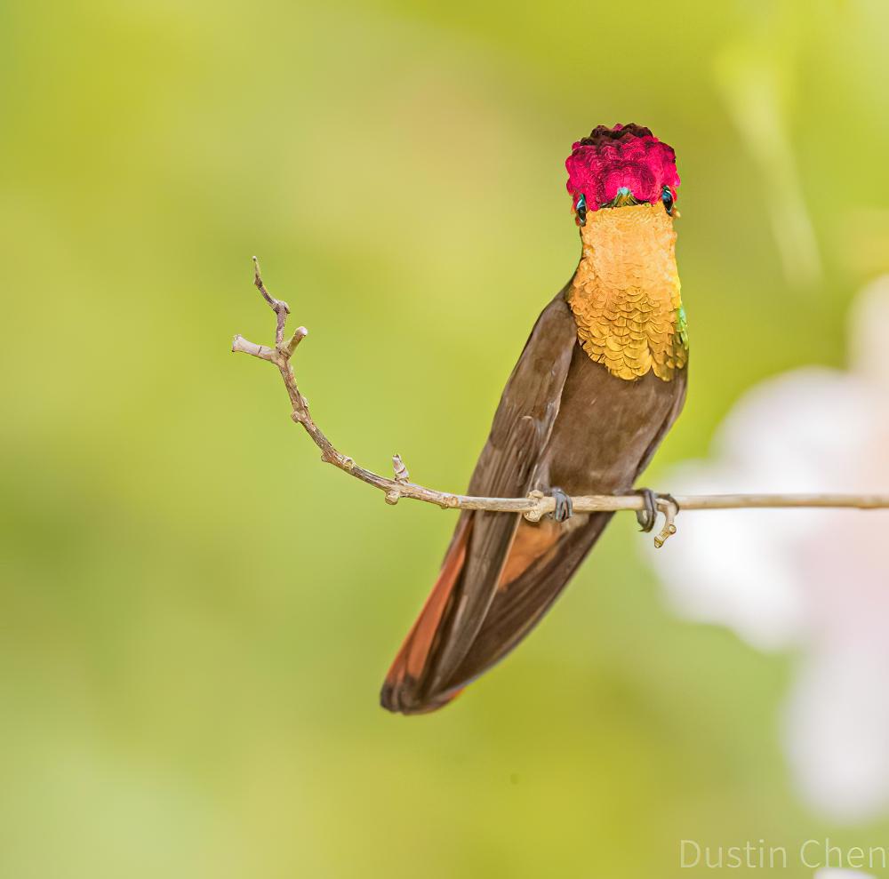 金喉红顶蜂鸟 / Ruby-topaz Hummingbird / Chrysolampis mosquitus