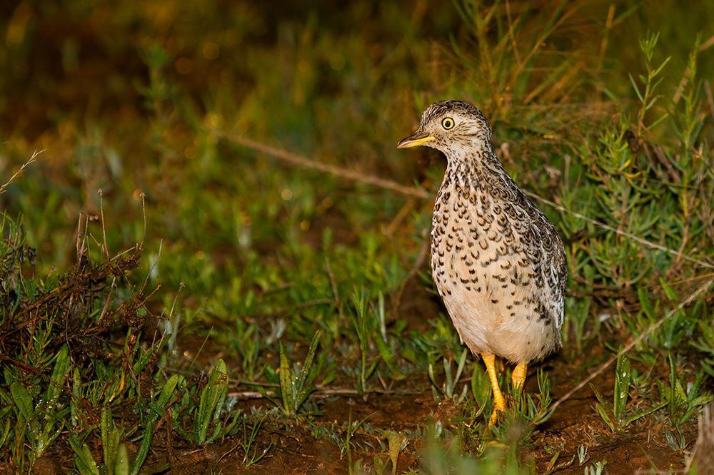 领鹑 / Plains-wanderer / Pedionomus torquatus