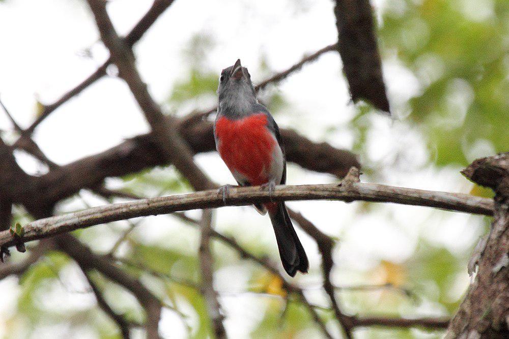 灰喉䳭莺 / Grey-throated Chat / Granatellus sallaei