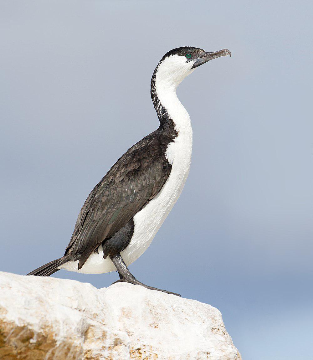 黑脸鸬鹚 / Black-faced Cormorant / Phalacrocorax fuscescens