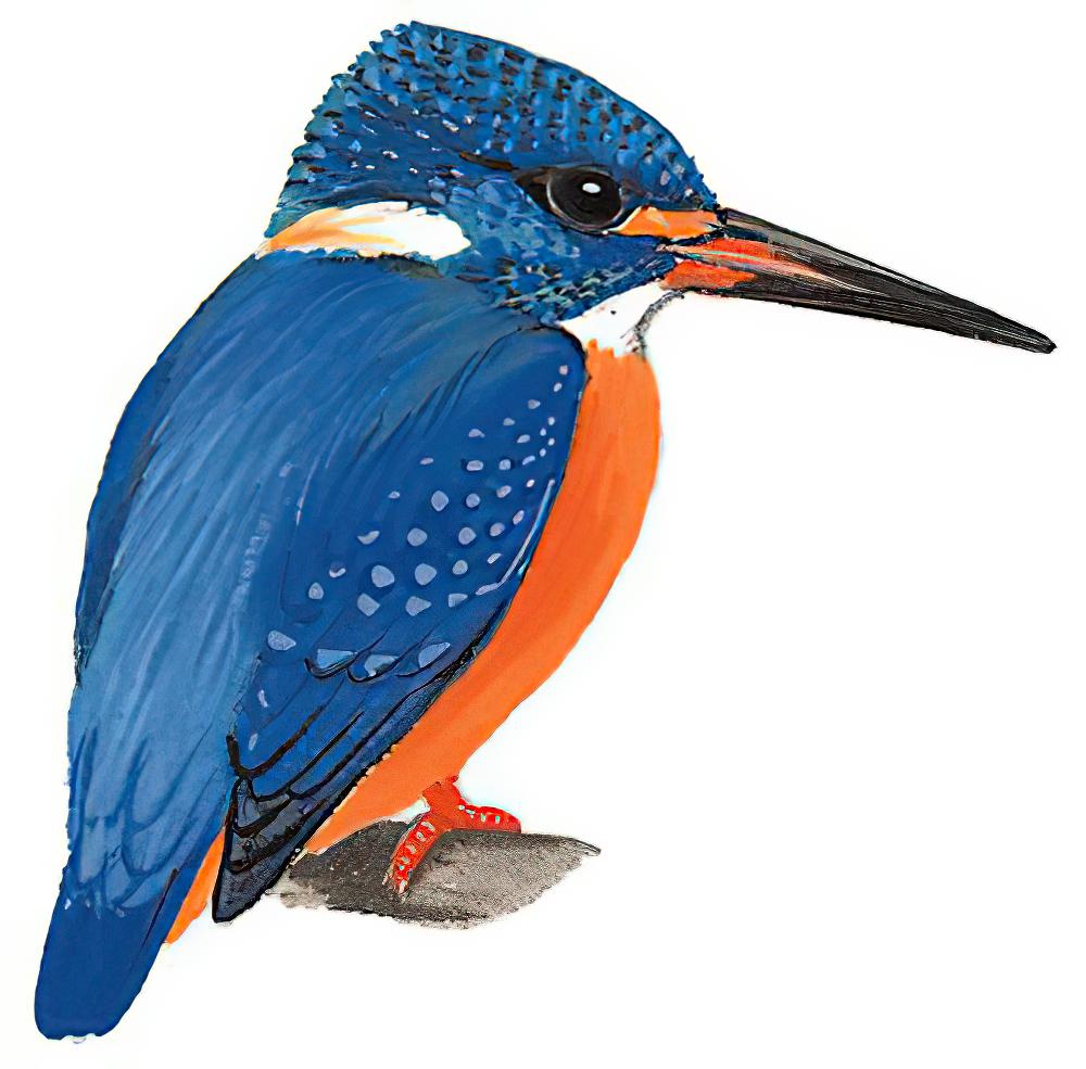 蓝耳翠鸟 / Blue-eared Kingfisher / Alcedo meninting