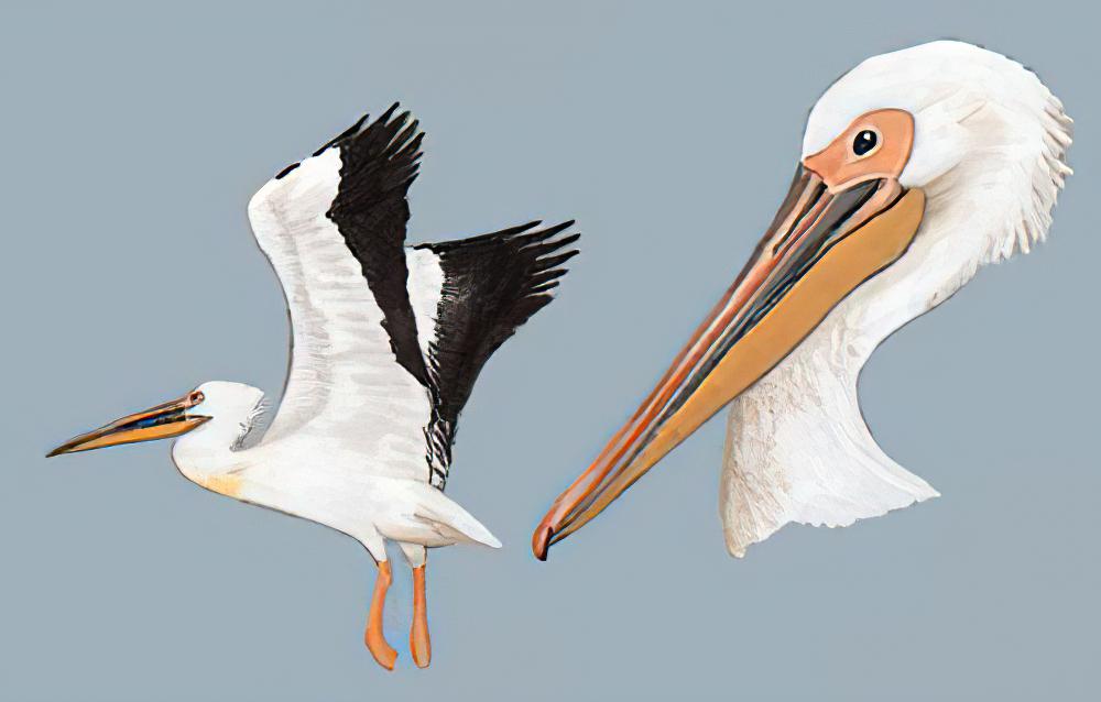 白鹈鹕 / Great White Pelican / Pelecanus onocrotalus