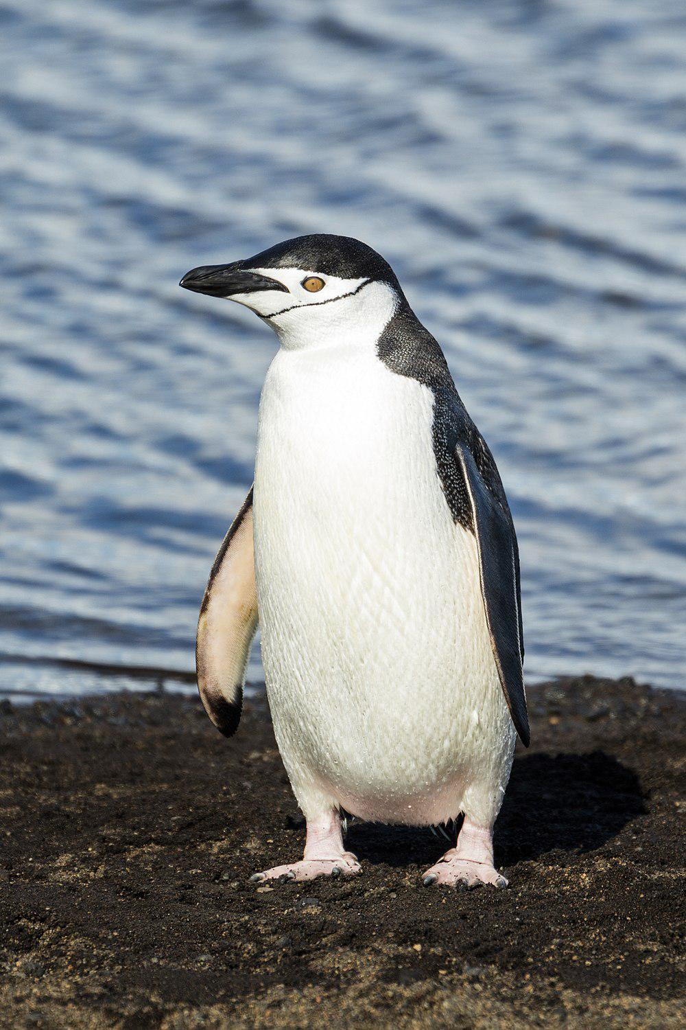 纹颊企鹅 / Chinstrap Penguin / Pygoscelis antarcticus