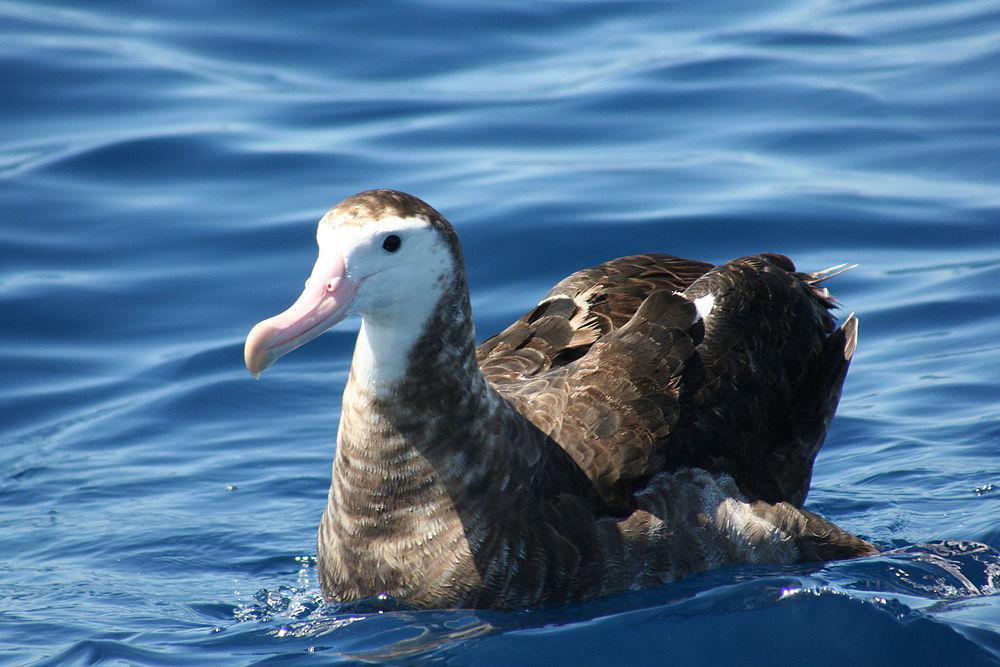安岛信天翁 / Antipodean Albatross / Diomedea antipodensis