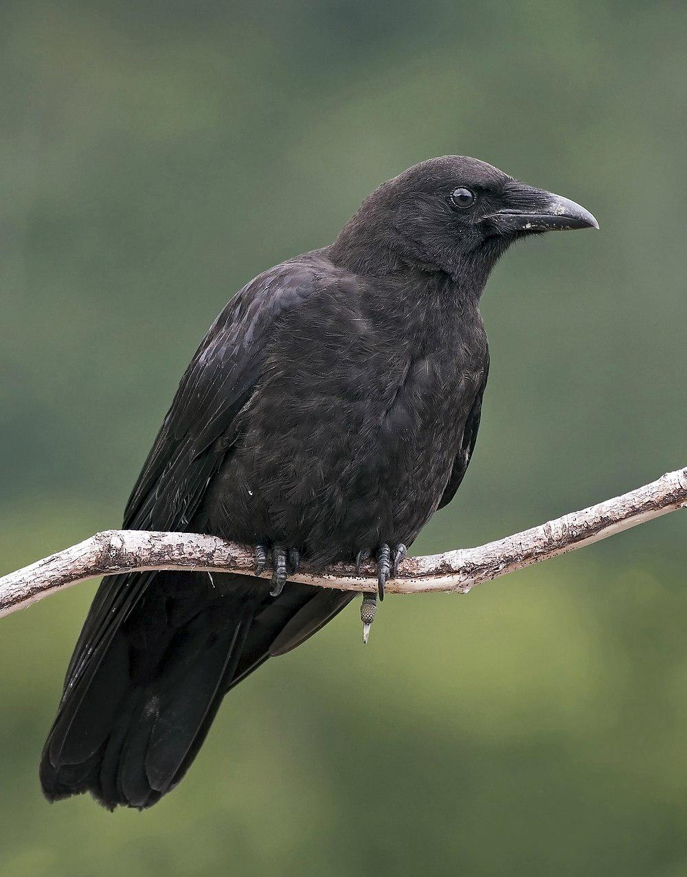 北美乌鸦 / Northwestern Crow / Corvus caurinus