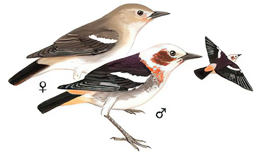 紫背椋鸟 / Chestnut-cheeked Starling / Agropsar philippensis