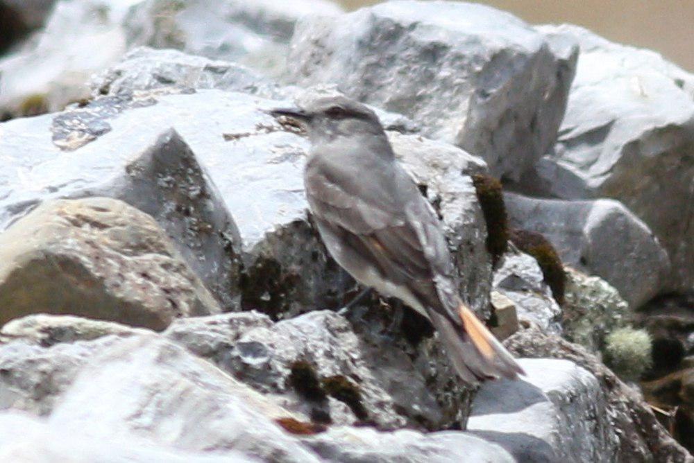 丛霸鹟 / Rufous-webbed Bush Tyrant / Polioxolmis rufipennis