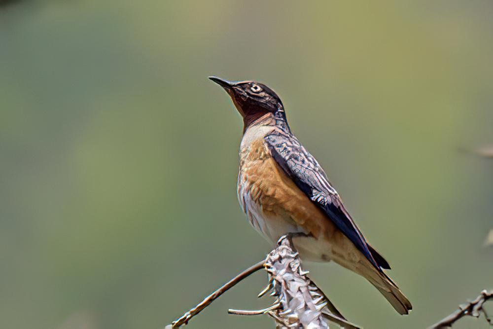 斑翅椋鸟 / Spot-winged Starling / Saroglossa spilopterus