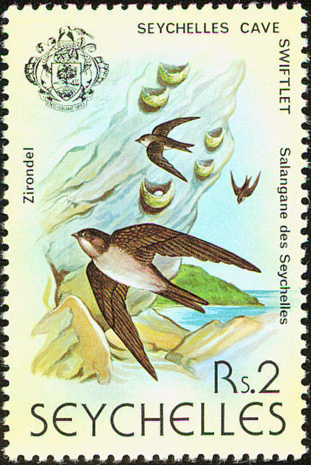 塞舌尔金丝燕 / Seychelles Swiftlet / Aerodramus elaphrus