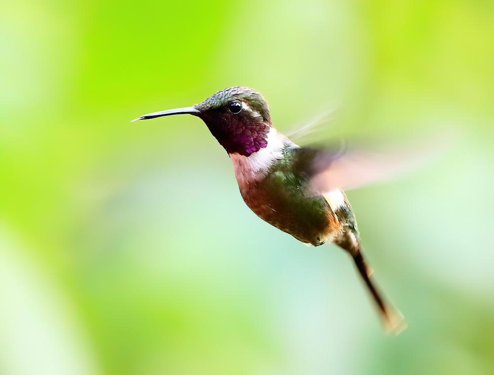 紫喉林星蜂鸟 / Purple-throated Woodstar / Calliphlox mitchellii