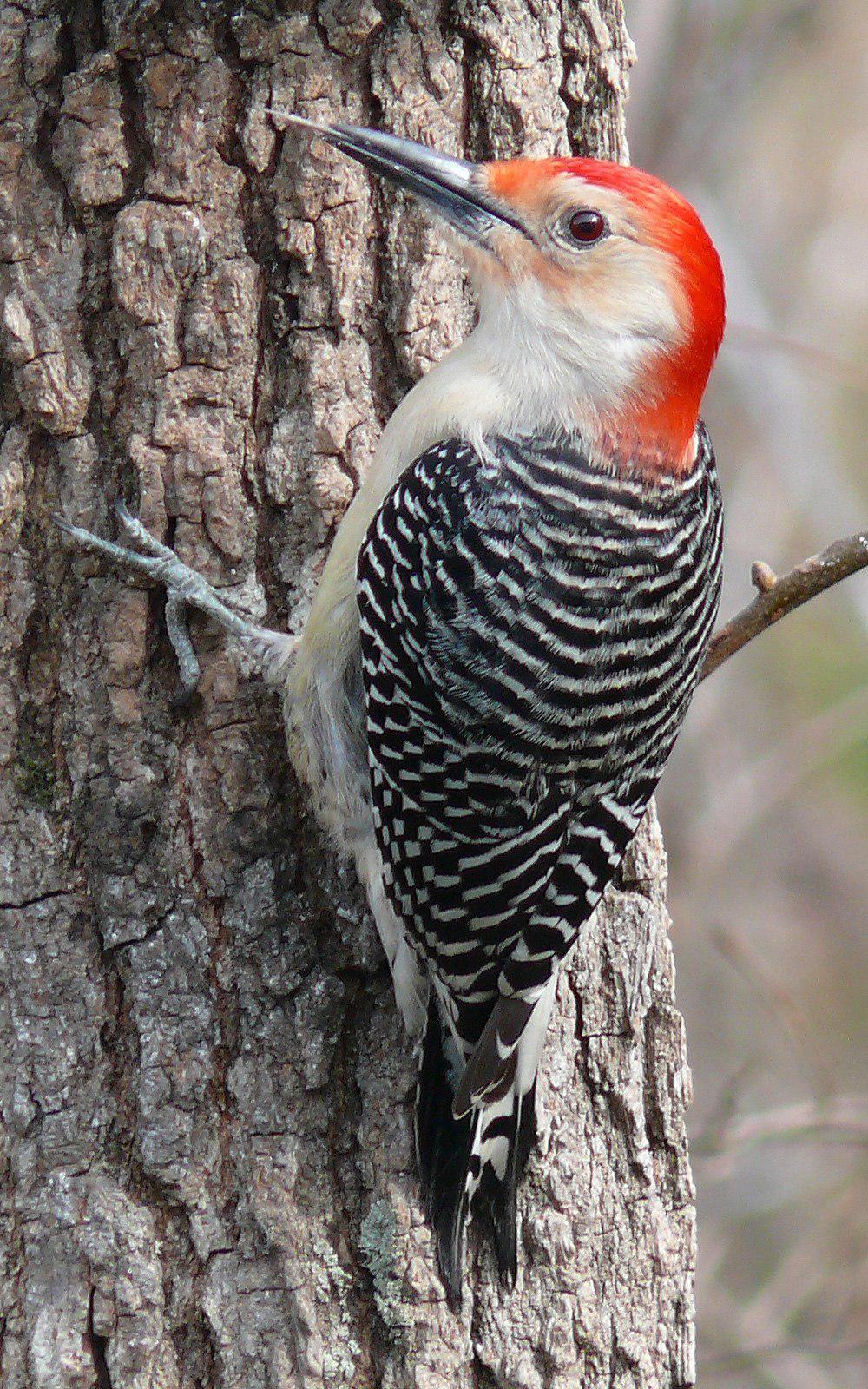红腹啄木鸟 / Red-bellied Woodpecker / Melanerpes carolinus