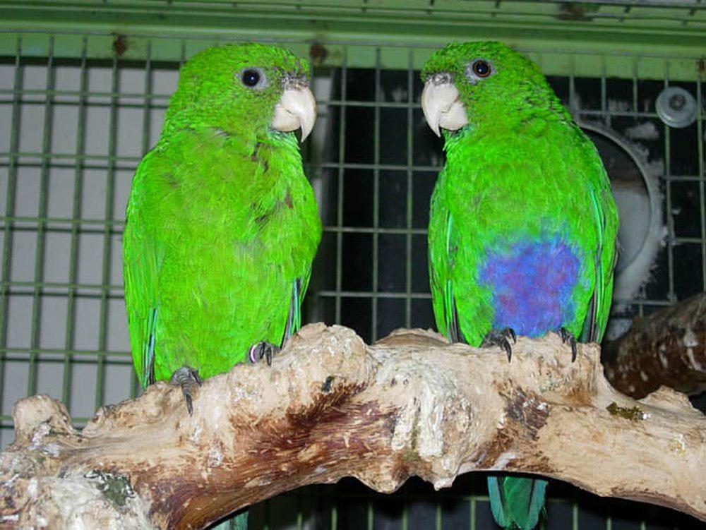 蓝腹鹦哥 / Blue-bellied Parrot / Triclaria malachitacea