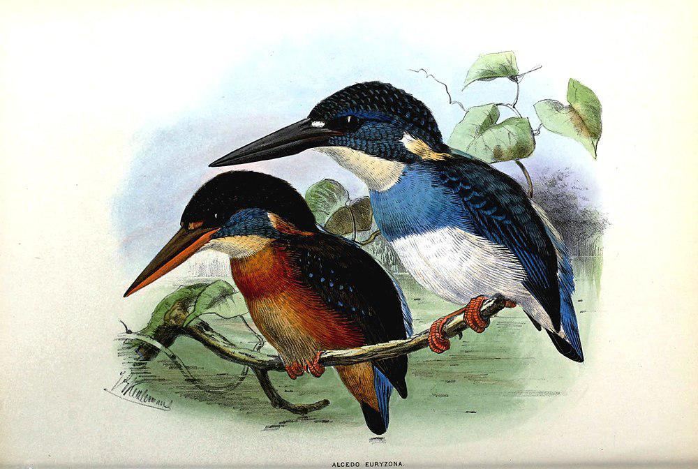 蓝带翠鸟 / Blue-banded Kingfisher / Alcedo euryzona