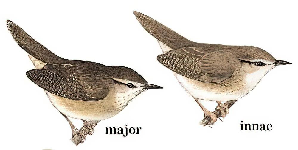 巨嘴短翅莺 / Long-billed Bush Warbler / Locustella major