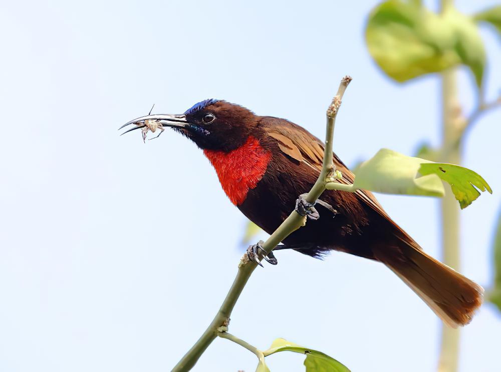 赤胸花蜜鸟 / Scarlet-chested Sunbird / Chalcomitra senegalensis