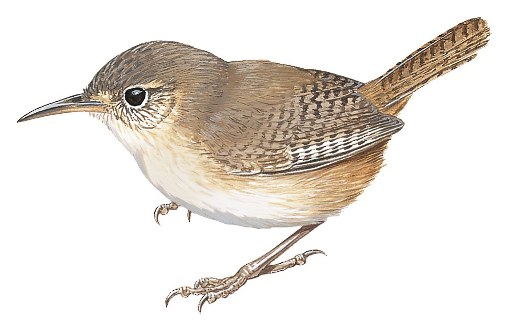 索科罗苇鹪鹩 / Socorro Wren / Troglodytes sissonii