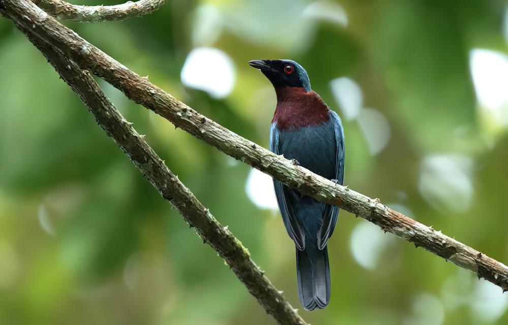 栗胸王鵙 / Maroon-breasted Philentoma / Philentoma velata