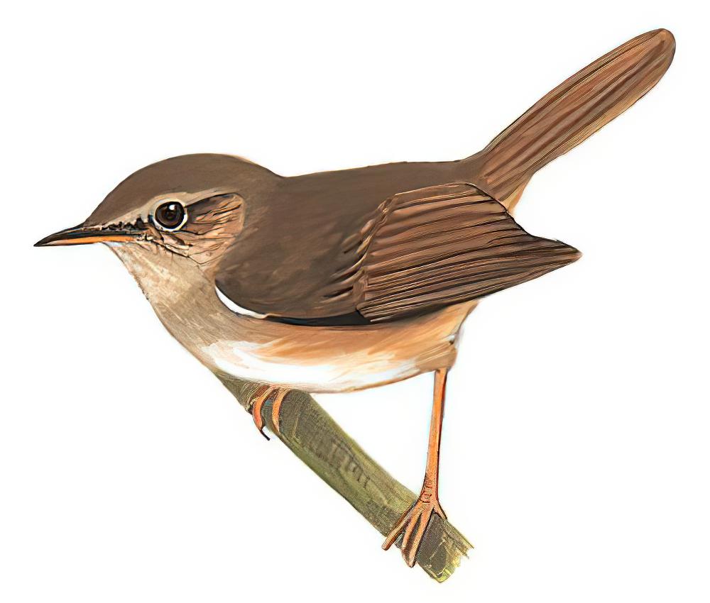 强脚树莺 / Brown-flanked Bush Warbler / Horornis fortipes