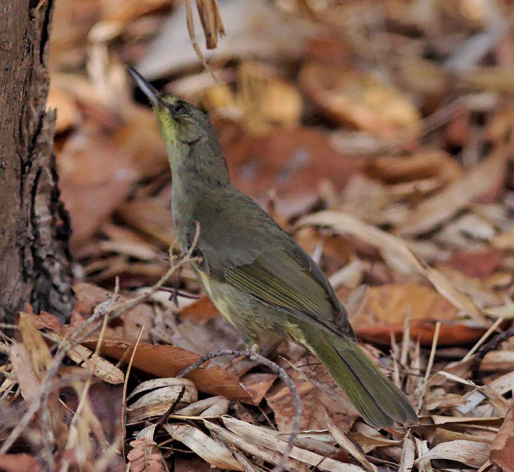 马岛旋木鹎 / Long-billed Bernieria / Bernieria madagascariensis