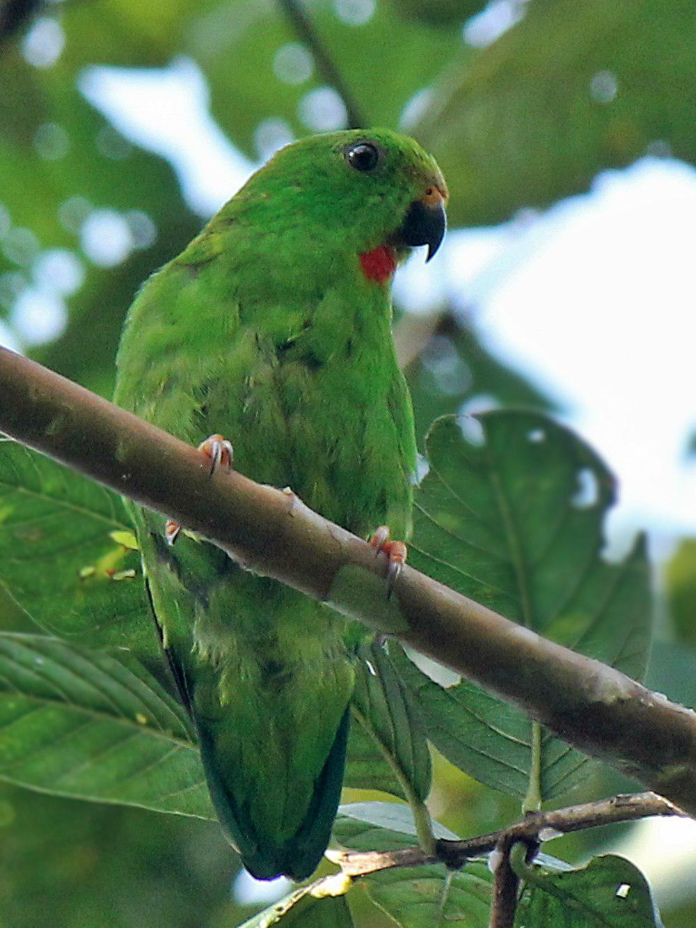 苏拉短尾鹦鹉 / Great Hanging Parrot / Loriculus stigmatus
