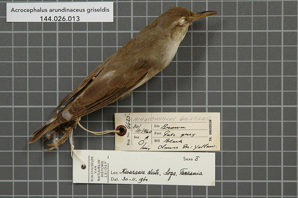 巴士拉苇莺 / Basra Reed Warbler / Acrocephalus griseldis