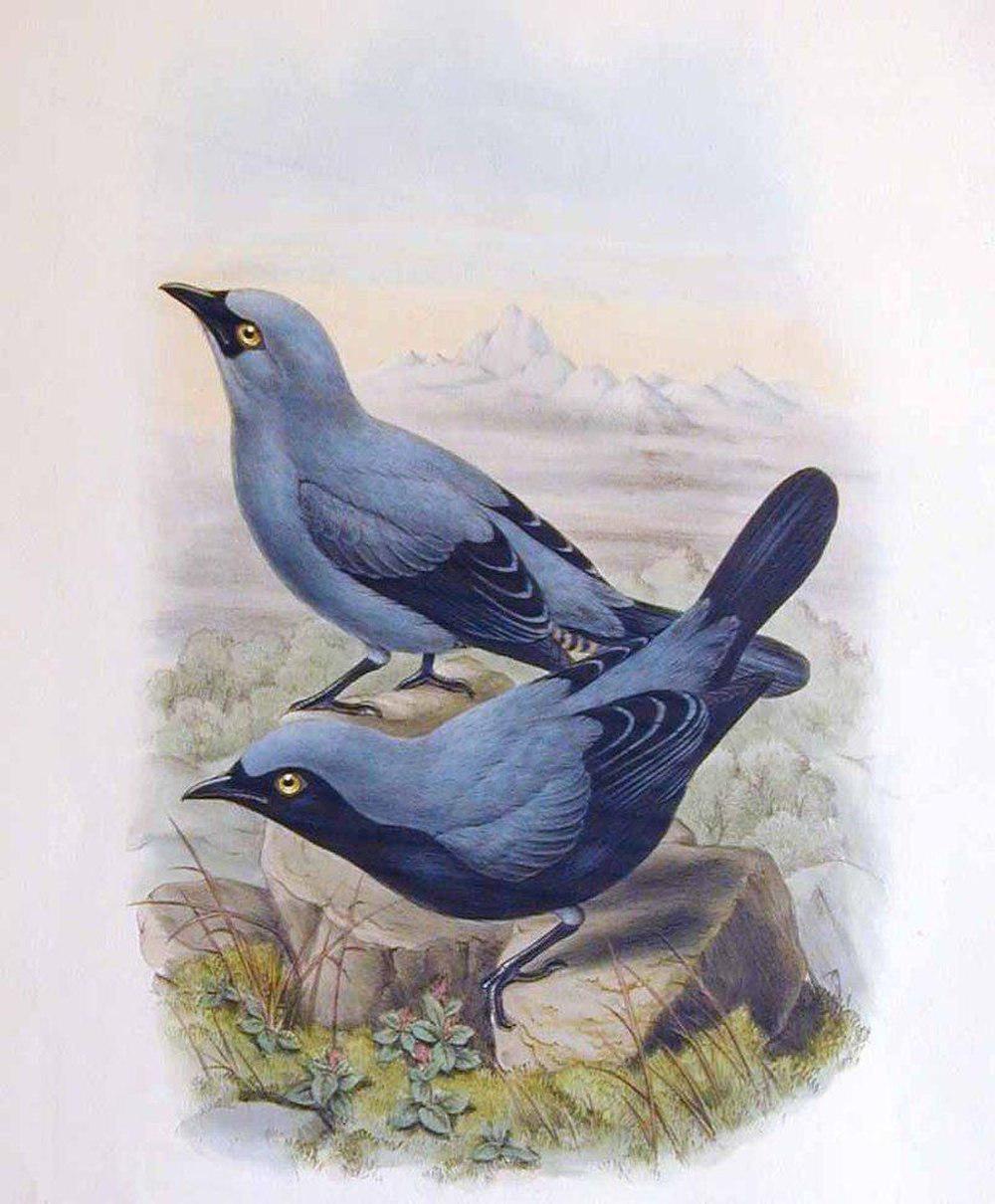 高山鹃鵙 / Black-bellied Cuckooshrike / Edolisoma montanum