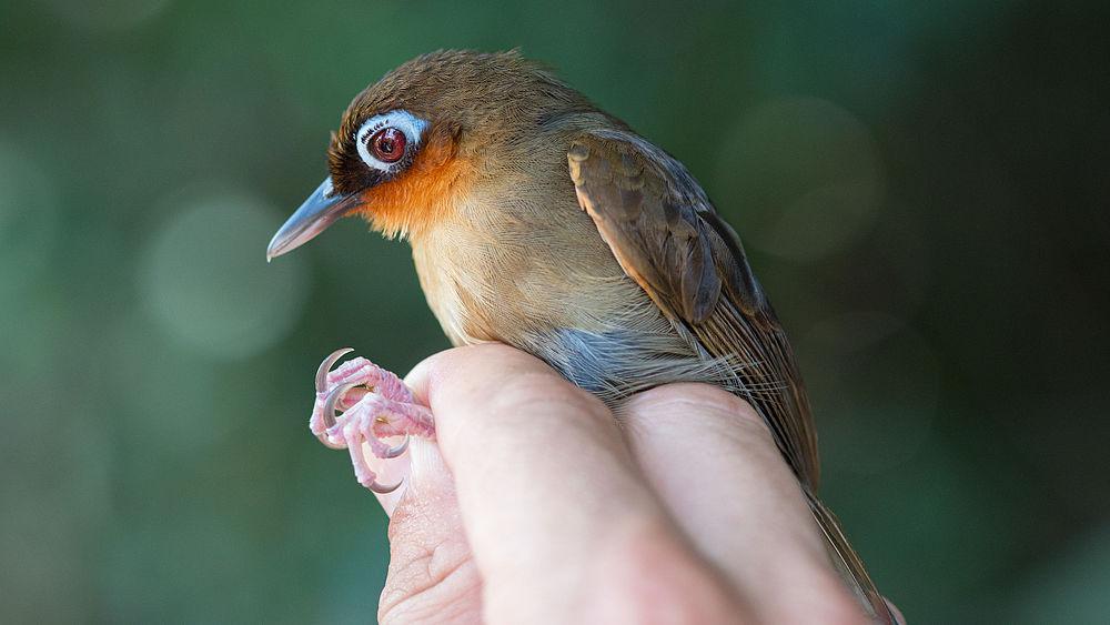 棕喉蚁鸟 / Rufous-throated Antbird / Gymnopithys rufigula