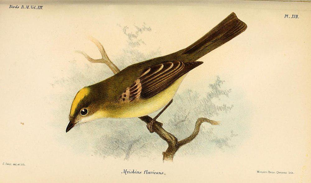 黄斑翅霸鹟 / Flavescent Flycatcher / Myiophobus flavicans