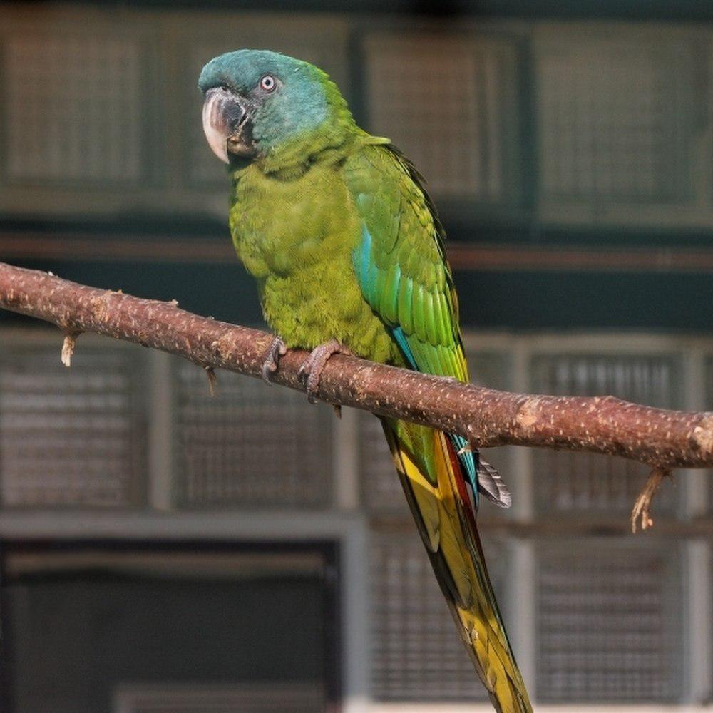 蓝头金刚鹦鹉 / Blue-headed Macaw / Primolius couloni