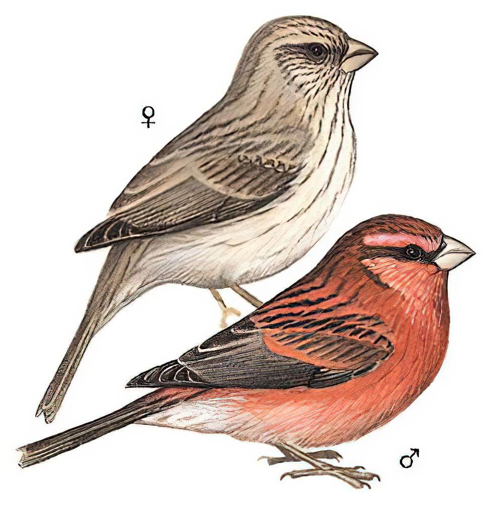 红腰朱雀 / Red-mantled Rosefinch / Carpodacus rhodochlamys