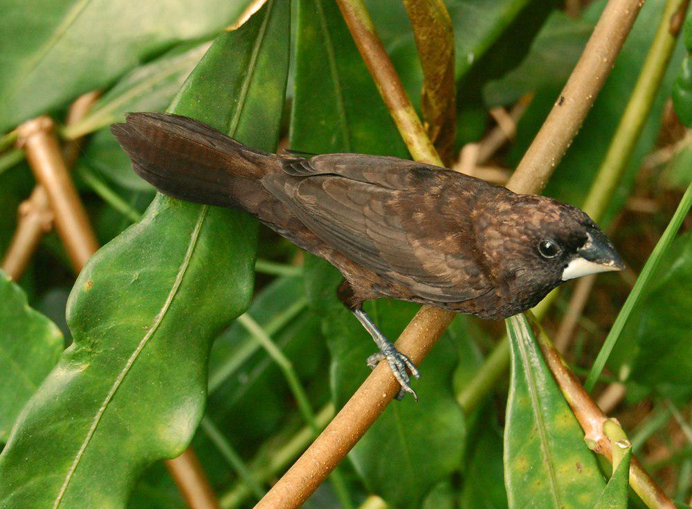 暗栗文鸟 / Dusky Munia / Lonchura fuscans