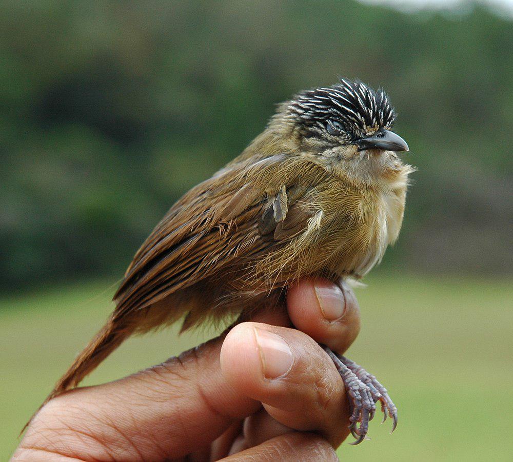 褐纹胸鹛 / Brown Tit-Babbler / Macronus striaticeps