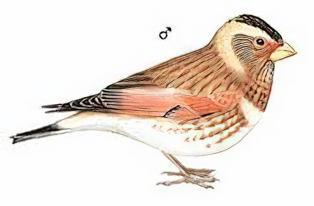 赤翅沙雀 / Crimson-winged Finch