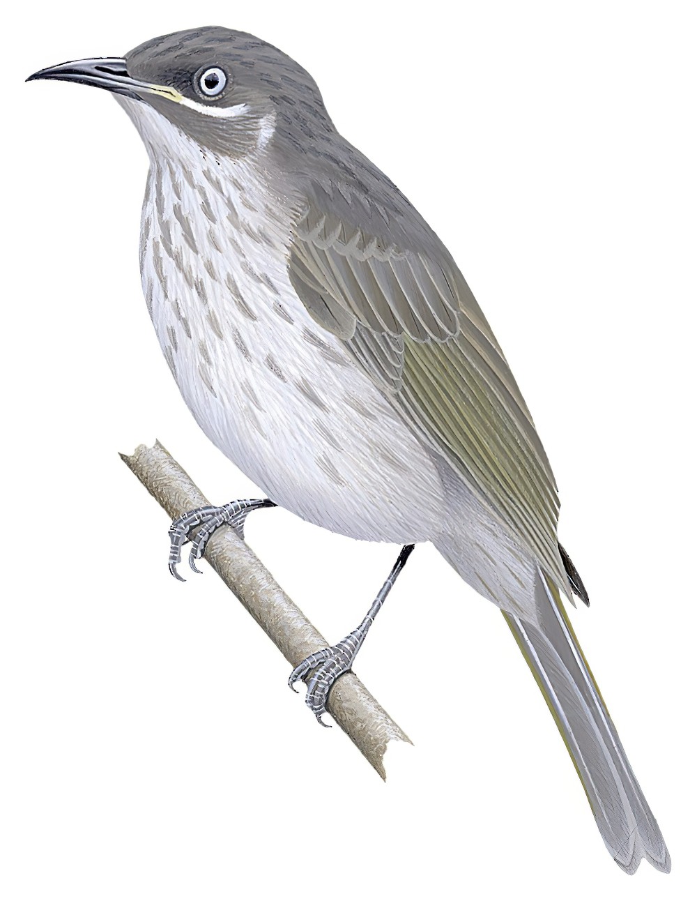 金伯利吸蜜鸟 / Kimberley Honeyeater / Territornis fordiana