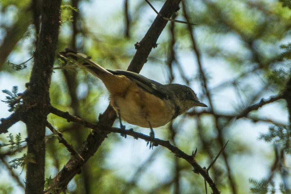 斑林莺 / Banded Parisoma / Curruca boehmi