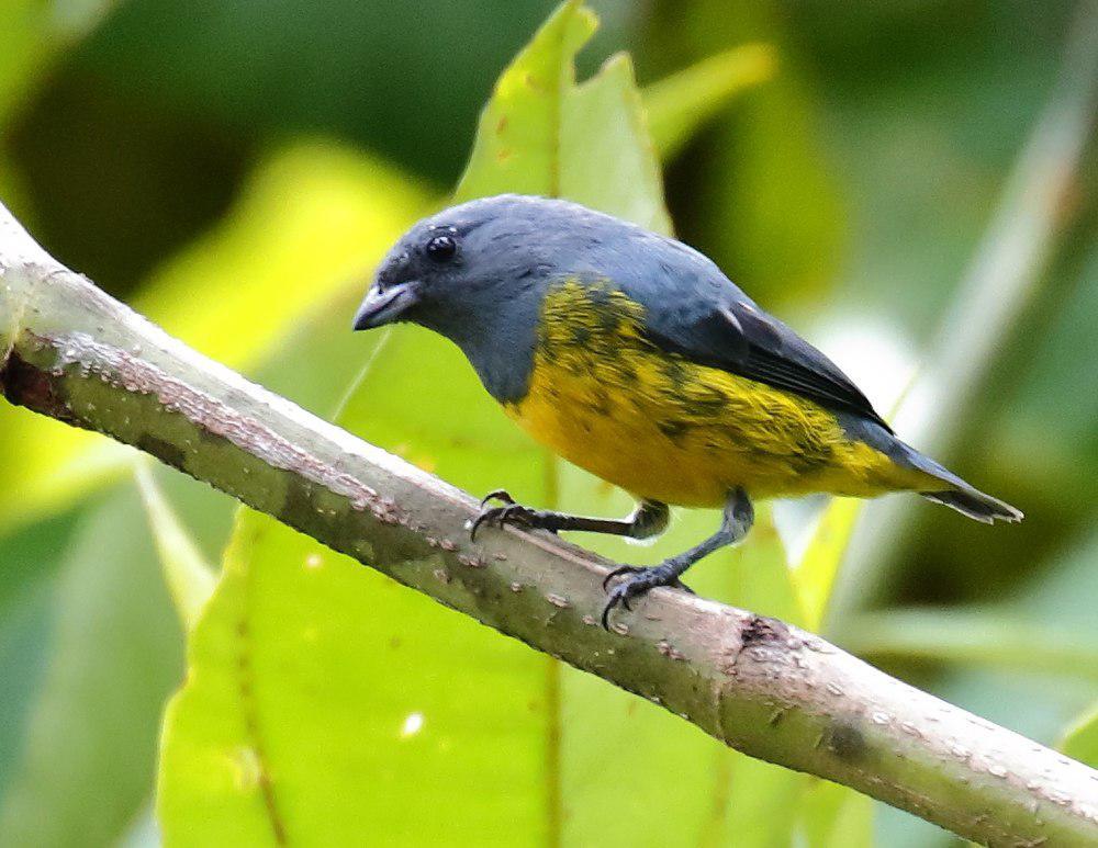 铅灰歌雀 / Plumbeous Euphonia / Euphonia plumbea